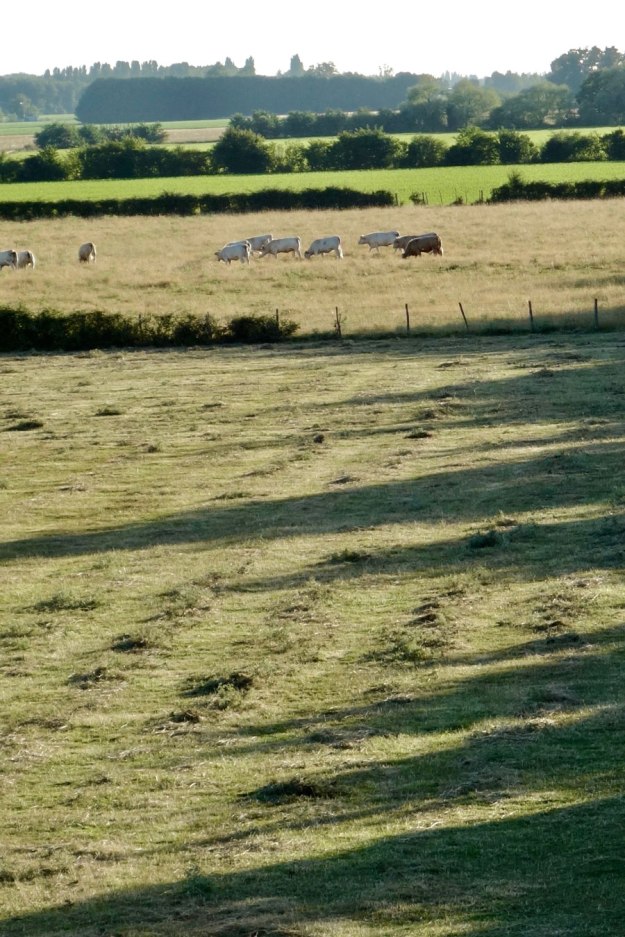 field_cows